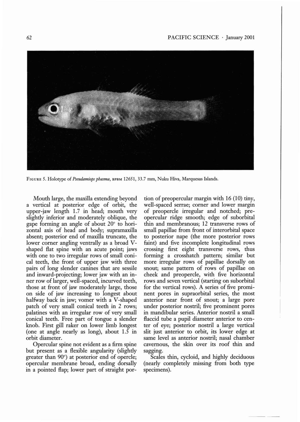 62 PACIFIC SCIENCE January 2001 FIGURE 5. Holotype of Pseudamiops phasma, BPBM 12651, 33.7 mm, Nuku Hiva, Marquesas Islands.
