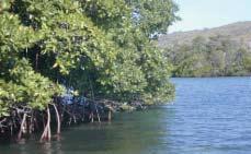 Figure 129. A mangrove forest in Puerto Rico (Photo: John Christensen).