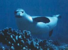Figure 138. Elevated levels of PCBS have been found in the tissues of the Hawaiian monk seal (Photo: USFWS).