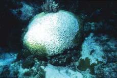 In addition to coral cover, recruitment of stony corals to the Florida Keys ecosystem is a basic measure of overall community health.