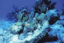 National Marine Sanctuary, was designated in 1990, placing 9,850 km 2 of coastal waters and 1,381 km 2 of coral reef area under NOAA and State of Florida management.