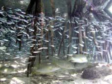 FLORIDA 116 Figure 164. Mangrove prop roots serve as important nursery sites for certain fish species (Photo: Matt Kendall).