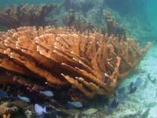 Figure 170. Today, few elkhorn coral thickets remain in Puerto Rico (Photo: Matt Kendall). 70% coral cover and high water clarity (Armstrong et al. 2001).