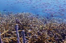 Extensive thickets of elkhorn coral formerly dominated shallow reef habitats (0-5 m). A few outer reefs still had extensive thickets as recently as 1998 (Fig.