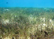 By 1999, however, surveys on reefs off the western coast of Mona revealed that up to 50% of the massive boulder star corals were infected with yellow-blotch disease, and the disease was found on all