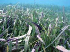 However, there is evidence of general declines in conch densities. Figure 191. St. John s once extensive seagrass beds have significantly declined (Photo: Matt Kendall). antillarum).