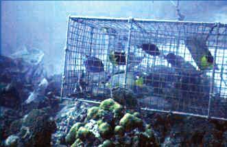 species of reef fishes. Average number of traps fished per full-time fishermen has increased from 4 in 1930, to 8 in 1967, to >100 in 1997 (Fiedler and Jarvis 1932, Dammann 1969, W. Tobias pers. comm.