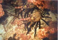 At least two type of coral disease commonly occur on Hawaiian reefs general necroses and abnormal growth or tumors (Hunter 1999).