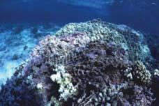 14), three hurricanes proximity of reefs to harbor en (1986, 1990, 1991), and a period trances, and more vessel ground of warm weather that caused ings have resulted in more oil massive coral