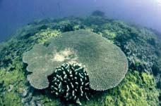 HAWAI I Figure 251. Seven species of Acropora corals, closely related to this table coral in French Frigate Shoals, have been identified from the NWHI (Photo: James Maragos).