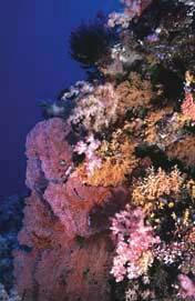 Condition of the Coral Reefs Marine Higher Plants Nine species of seagrass have been reported from Palau (Tsuda et al. 1977).