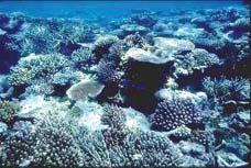 Before the bleaching, Ngerumekaol had a healthy and diverse coral community with 52% live coral cover (Maragos 1991).