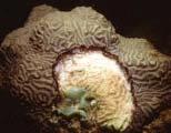 Siciliano pers. comm.). Cooler water reefs off the NWHI and perhaps deeper reefs such as the Flower Garden Banks should be buffered from the effects of coral bleaching when surface waters warm.