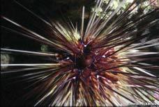 An invertebrate disease decimated the long-spined sea urchin (Diadema antillarum) in the early 1980s (Fig. 46).