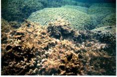 NATIONAL SUMMARY Figure 82. Alien algae overgrowing corals in Kane ohe Bay, Hawai i (Photo: Donna Turgeon).