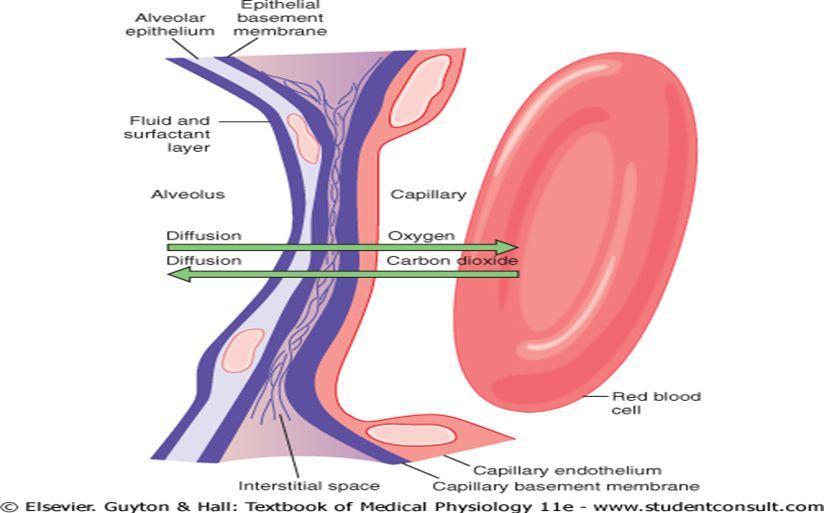 LAYERS OF THE RESPIRATORY MEMBRANE Diffusion of oxygen from the alveolus into the red blood cell and diffusion of carbon dioxide in the opposite direction.