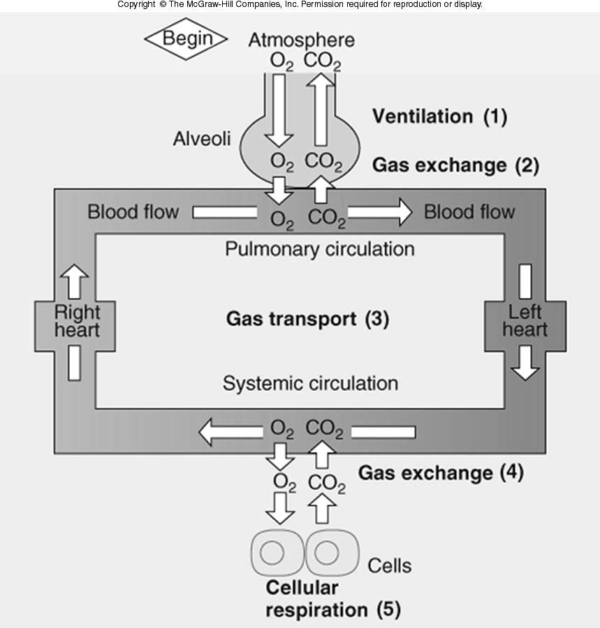 Exchange of gases External Respiration It is the Exchange of gases at the level of the alveoli (between lungs and capillary blood) Internal Respiration
