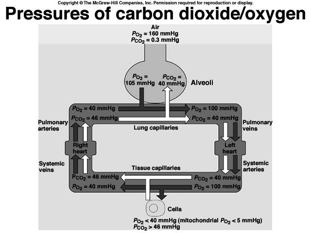 Internal Respiration Pressure gradient Tissue cells PO 2 = 104 PO 2 < 40 PCO 2 > 46 O 2 CO 2 PO 2 = 40 PCO 2 = 40 O 2 CO 2 PCO 2 = 46 39 External Respiration Changes in the concentration of