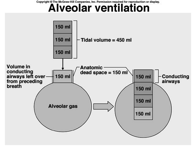 Respiratory Volumes Concept of Dead Space the air located in the conducting zones air that will not take part in gas exchange ~ 150 ml So if Tidal Volume is 500 ml, then only (500-150) ml takes part