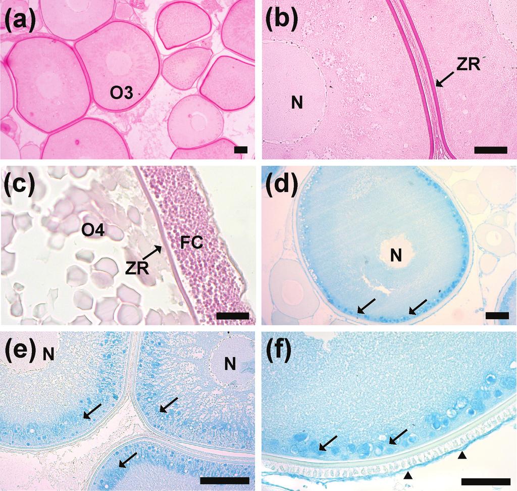 1608 CAMILA F. SALES et al. Figure 4 - Histochemical reaction in the H. francisci ovaries by periodic acid Schiff (PAS) a-c and Alcian Blue (AB), ph 2.5 d-f. (a) pre-vitellogenic oocyte (O3).