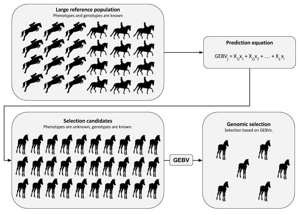 3 Selection practices in animal breeding schemes and potential of using genomic information Figure 3.1. Illustration of how genomic selection is carried out.