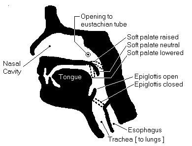 Part 1: Physiology of Equalizing Below is a cut-through view of a human head: The passage that leads to the lungs is called the Trachea. It can be opened or closed by the epiglottis.