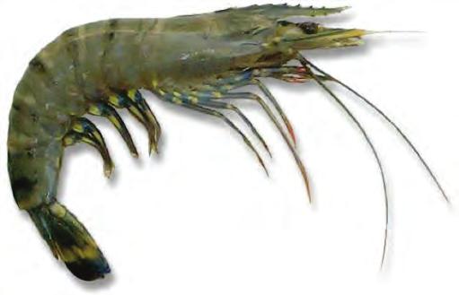 Coastal aquaculture Major commercial species: Shrimp -