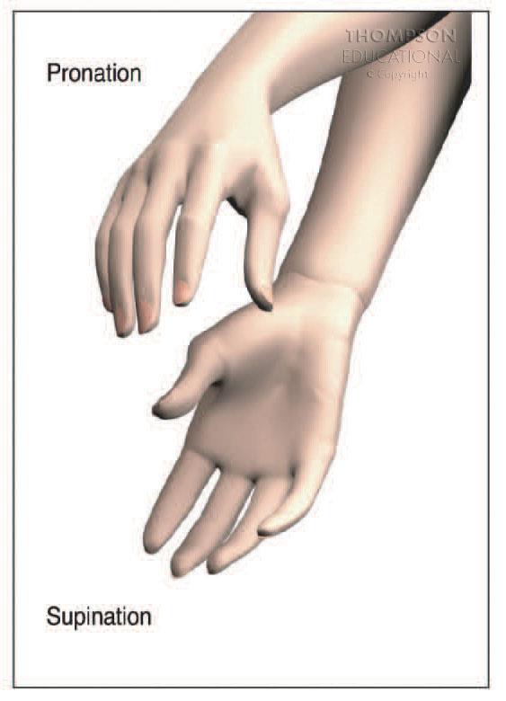 Supination: lateral rotation of the hand and forearm Pronation: medial rotation of the hand and forearm