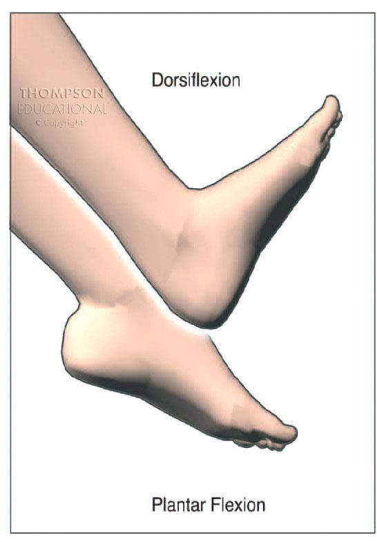 Dorsiflexion: pointing the foot upward