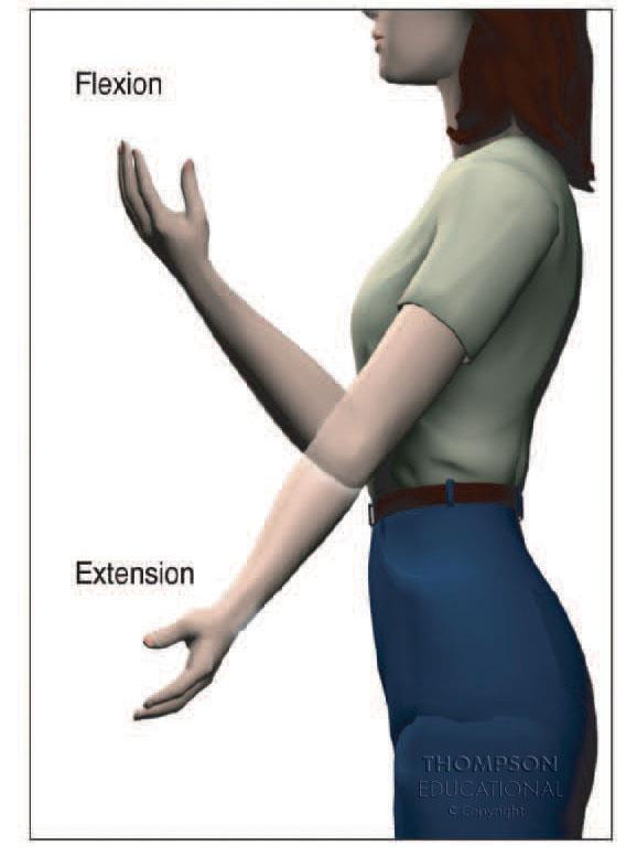 Flexion: decreasing the angle between two bones Extension: increasing the angle between