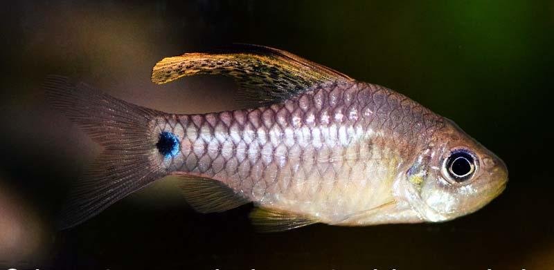 Coloration Patterns It is also not usually to see a fish with circular patterns on or