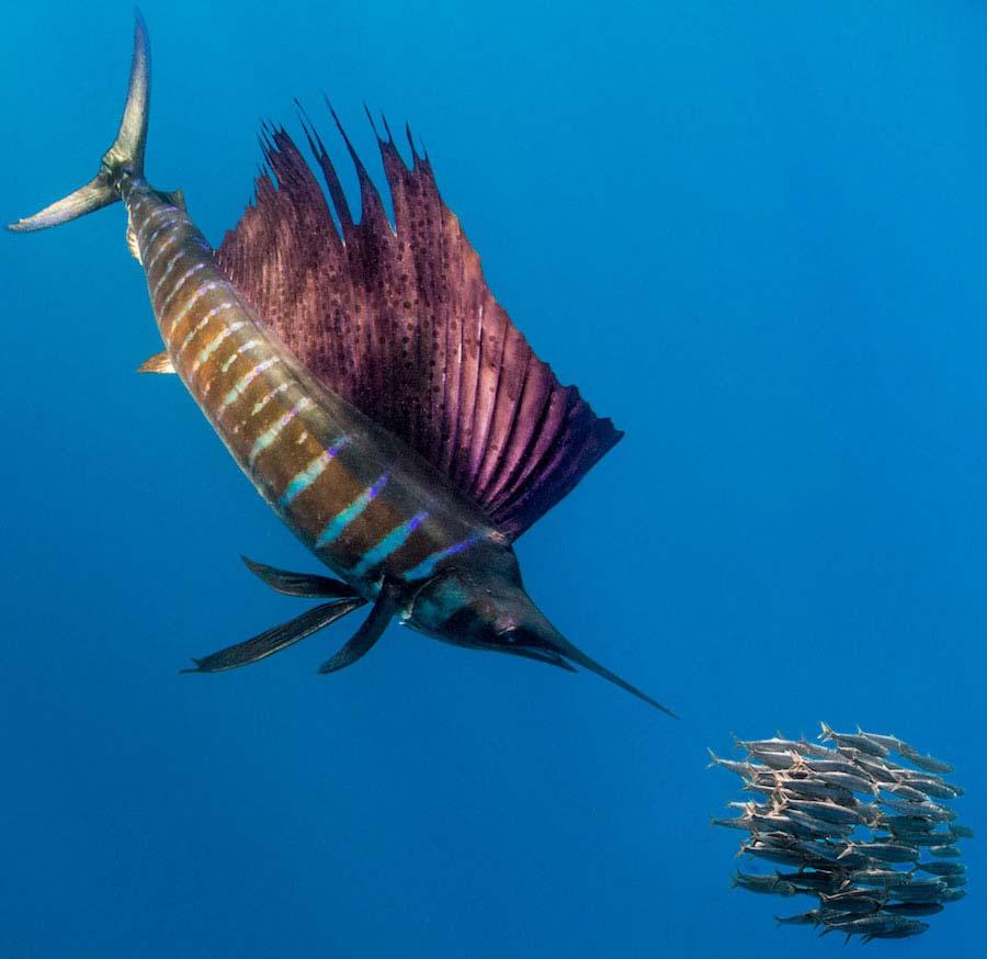 Body Shapes Tuna, billfish, and other fast moving predators are long, streamlined and most of their fins serve as rudders basically (very little