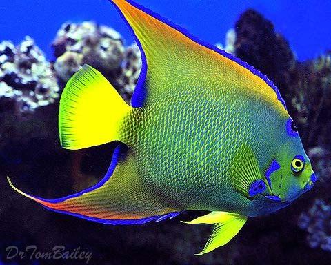 Body shapes By contrast, the angelfish represents the opposite environment Angelfish and many other fish do not inhabit the open
