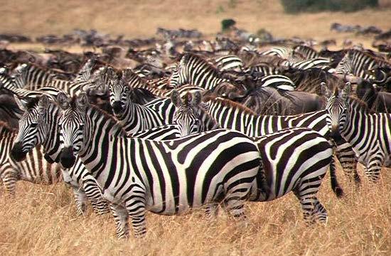 The main enemies of zebras are lions, hyenas, and wild dogs, as well as humans who hunt them for their skins. There are three main kinds of zebras: plains, desert, and mountain zebras.