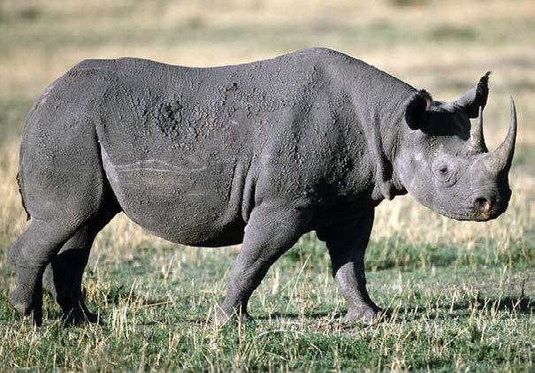 Rhinos are rare and unusual. Rhinoceroses The rhino, which is native to parts of Africa and Asia, is another ungulate that is seriously endangered.