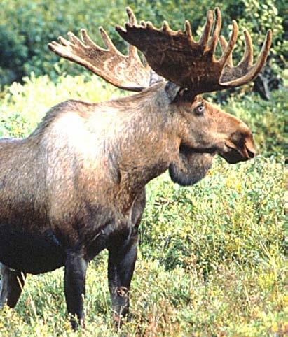 Do You Know? The largest member of the deer family is the moose.