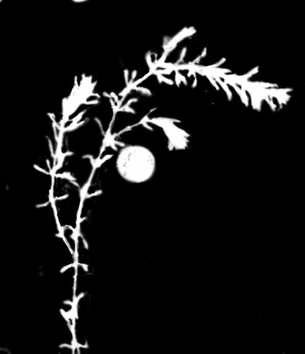 Waterweed (Elodea canadensis) Hydrilla (Hydrilla