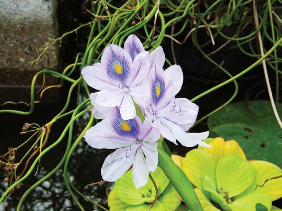 Lily WATER HYACINTH Plant Type: Floating Status: Not yet