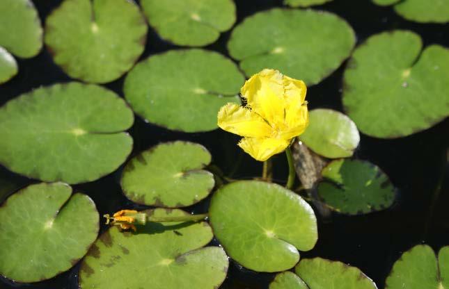 and are held above the water Bullhead Pond Lily (Nuphar