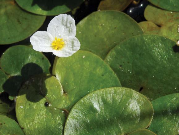 FROG-BIT Plant Type: Floating Status: Not yet found in