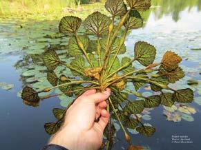 Floating lily pad is firmly rooted Round leaves with a
