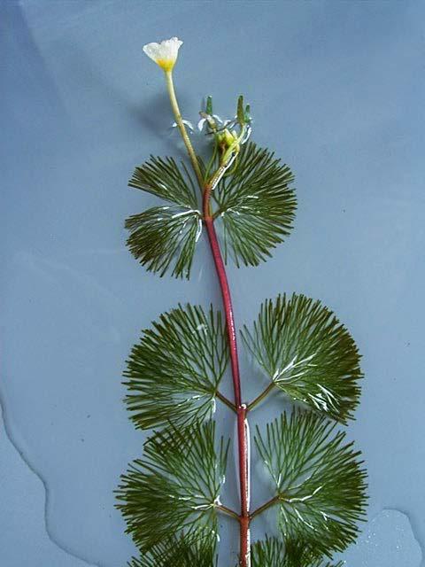 ANIMAL ID CAROLINA FANWORT Plant Type: Submerged