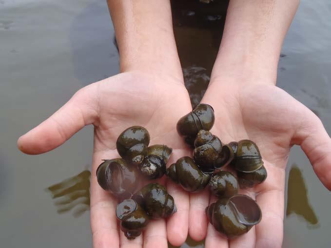 QUAGGA MUSSELS & ZEBRA MUSSELS CHINESE & BANDED MYSTERY SNAILS