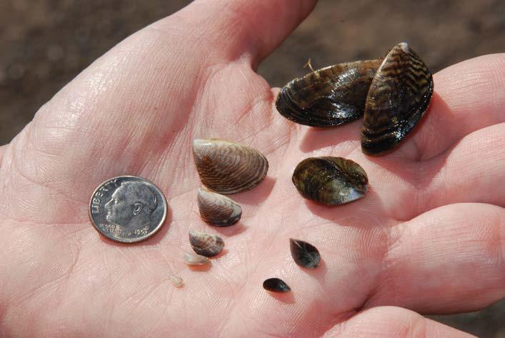 the zebra mussel Does not sit flat on its side Color varies