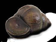 larger sizes than zebra mussels (1.