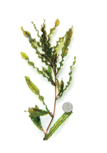 (Myriophyllum sibiricum) Curlyleaf Pondweed NATIVE NATIVE