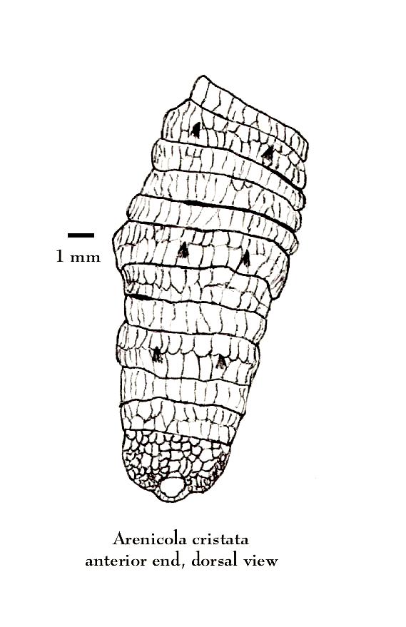 Arenicolidae Arenicola cristata (below) is the only species from Virginia Capitellidae 1a. Capillary setae present......2 b. Capillary setae absent...amastigos caperatus 2a.