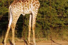 It's time to stand tall for imperilled giraffes 3 of 5 construction.