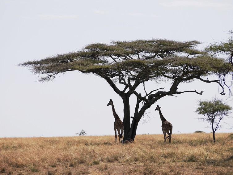 5 of 5 Giraffes on the Serengeti Plain of Tanzania.