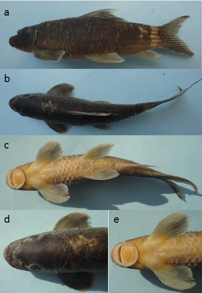 Mô tả ba loài mới trong nhóm cá bậu, giống Garra hamilton, 1822 (cyprinidae, cypriniformes) được phát hiện ở bắc Việt Nam 1,18-1,35(1,26)hT = 1,40-1,69(1,50)ht = 1,27-1,35(1,26) rộng đầu =